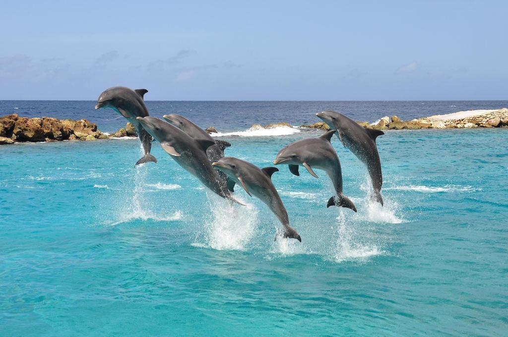 Dolphin Suites & Wellness Curacao Willemstad Exterior foto